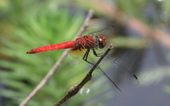 Aethriamanta nymphaeae