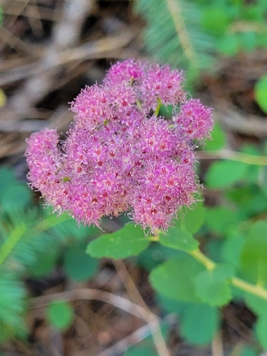 iNaturalist observation photo of Mountain Spirea