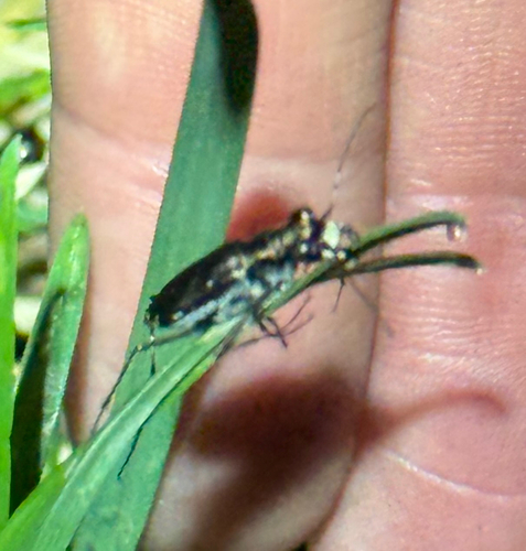Punctured Tiger Beetle