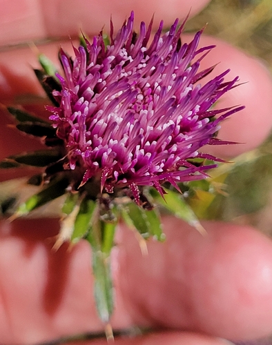 iNaturalist observation photo of Anderson's thistle