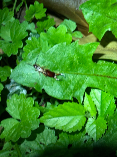 European Earwig