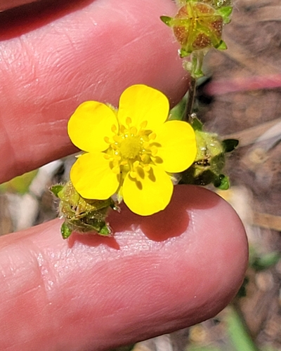 iNaturalist observation photo of combleaf cinquefoil