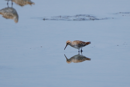 iNaturalist image