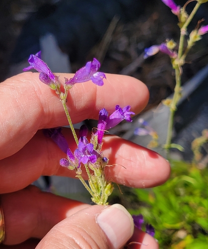 iNaturalist observation photo of Slender Beardtongue