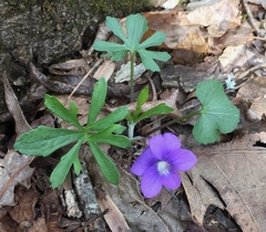 Viola palmata