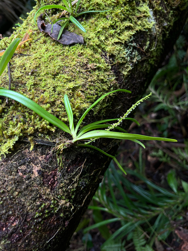 Phreatia inversa