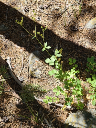 iNaturalist observation photo of woodbeauty