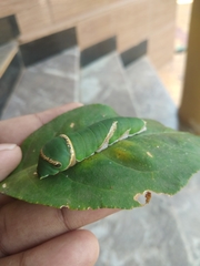 Papilio polytes