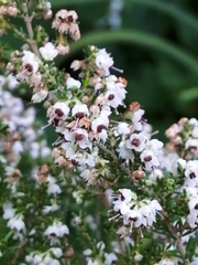 Erica inconstans