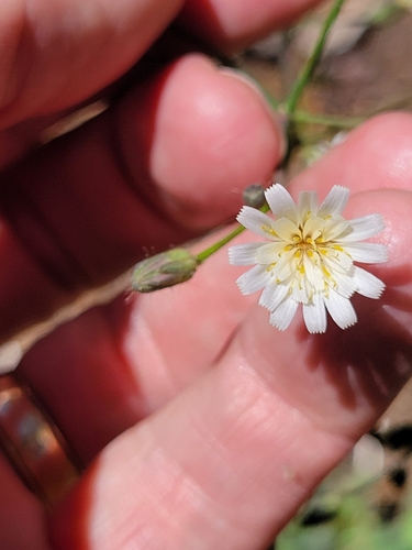 iNaturalist observation photo of white hawkweed