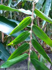 Bambusa pachinensis