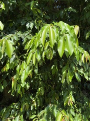Ficus benjamina image