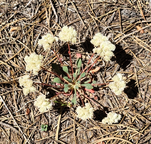 iNaturalist observation photo of One-seeded Pussypaws