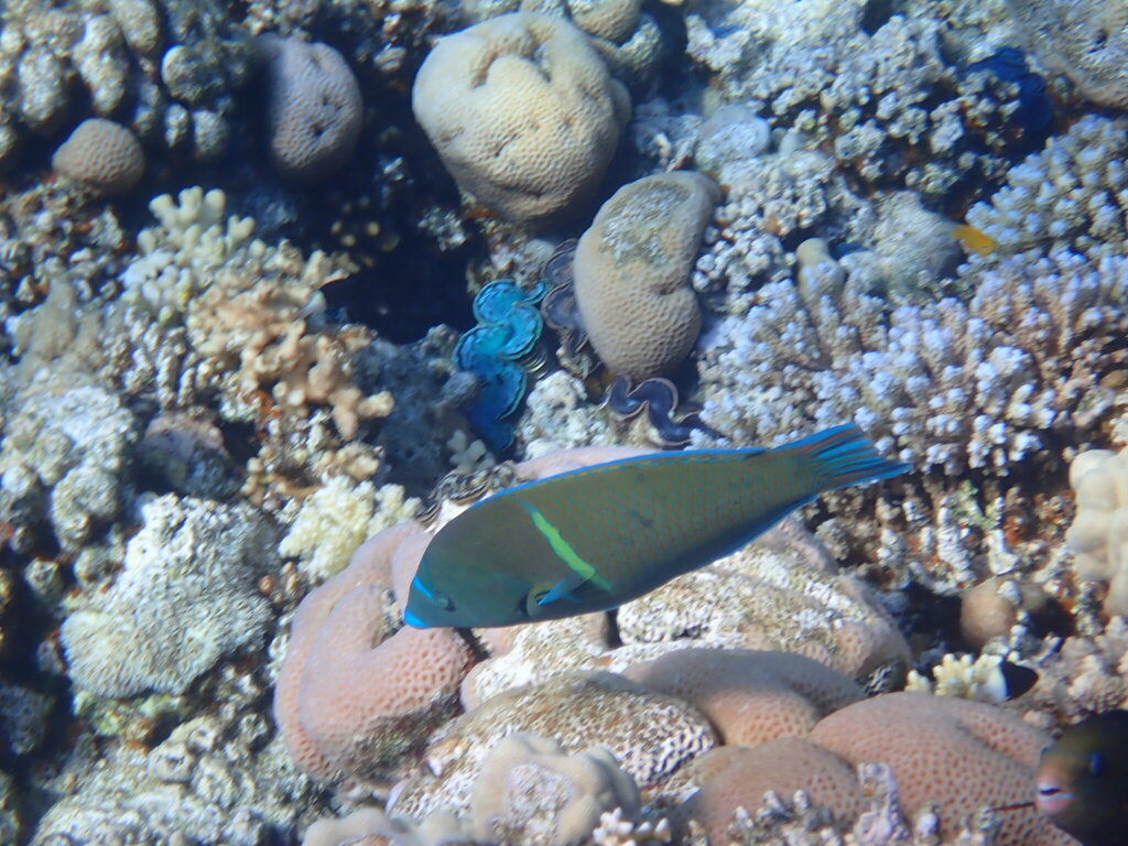 Bluespotted wrasse