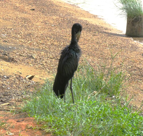 iNaturalist image