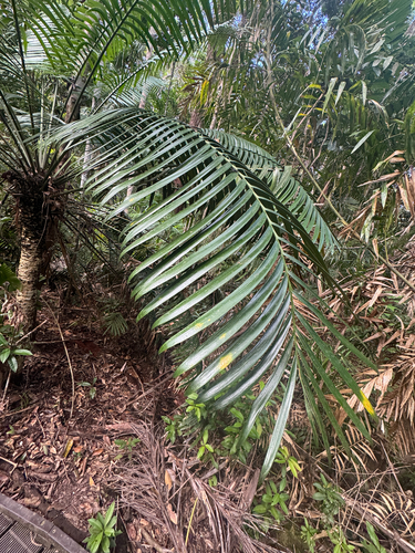 Lepidozamia hopei, photograph 4