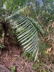 Lepidozamia hopei, photograph (c) Ian Dickie, some rights reserved (CC BY)