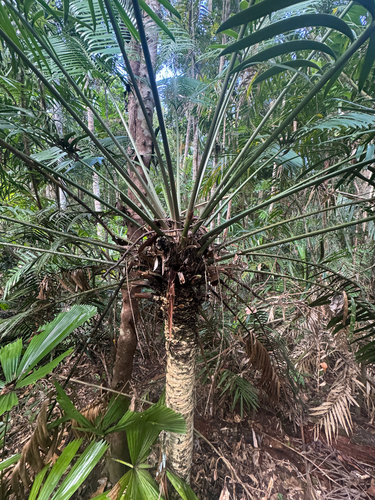 Lepidozamia hopei, photograph 5
