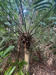 Lepidozamia hopei, photograph (c) Ian Dickie, some rights reserved (CC BY)