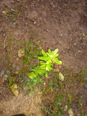 Sida rhombifolia
