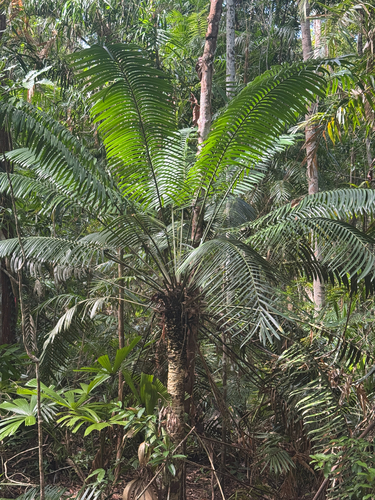 Lepidozamia hopei, photograph 3