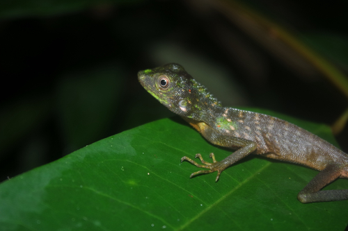 Green Crested Lizard