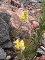 Linaria vulgaris