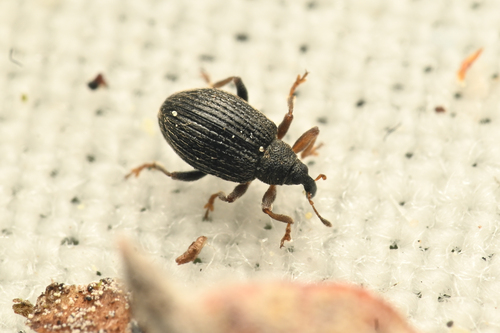 Isochnus rufipes