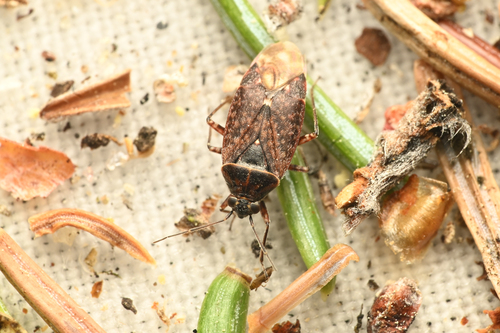 Salignus tahoensis