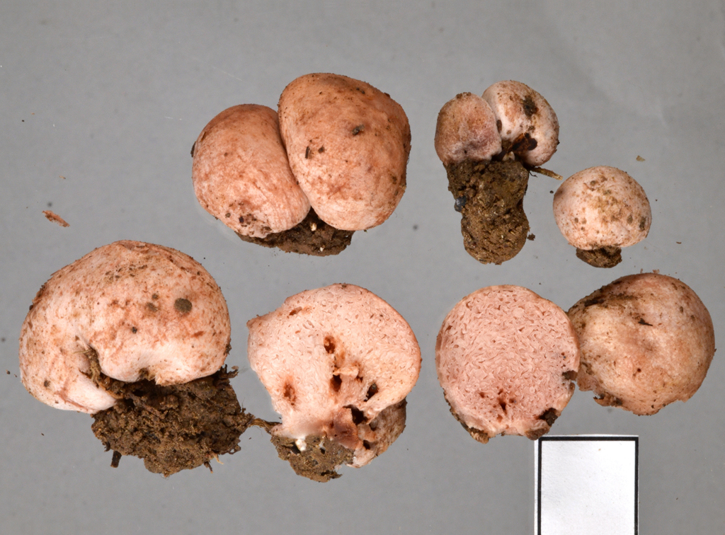 Hydnangium