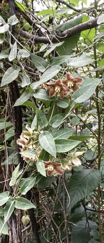 Funastrum elegans, photograph 4