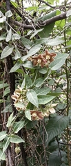 Funastrum elegans, photograph (c) Leonardo O. Alvarado Cárdenas, some rights reserved (CC BY)