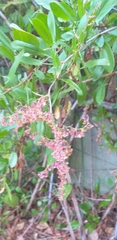 Rumex usambarensis