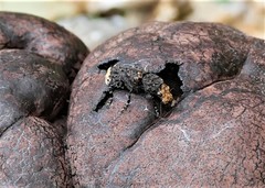 Platyrhinus resinosus
