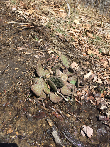 Opuntia humifusa iNat (2)