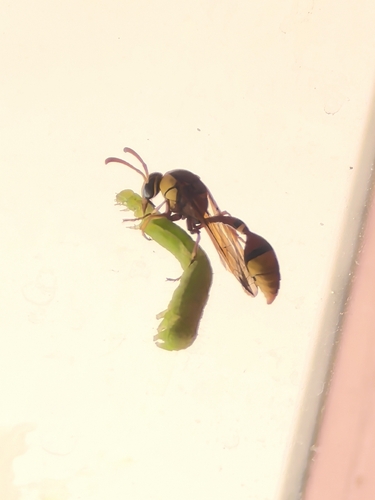 Okinawa Mud Wasp