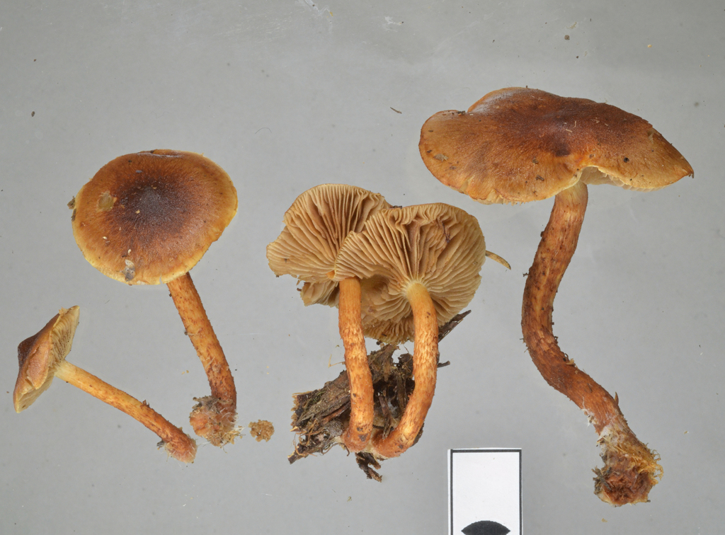 Pholiota multicingulata