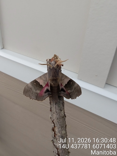 Modest Sphinx