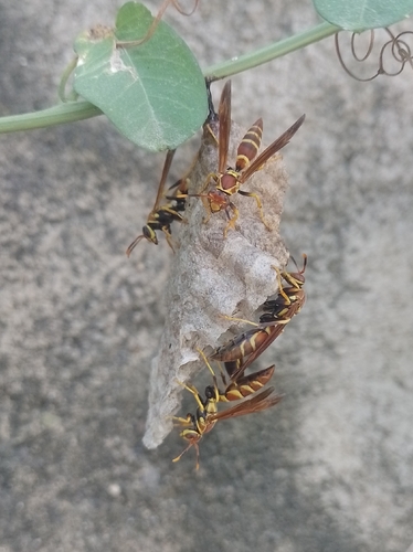 Unstable Paper Wasp (Polistes instabilis)