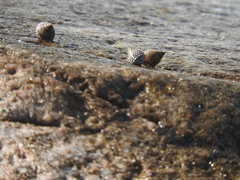 Echinolittorina aspera