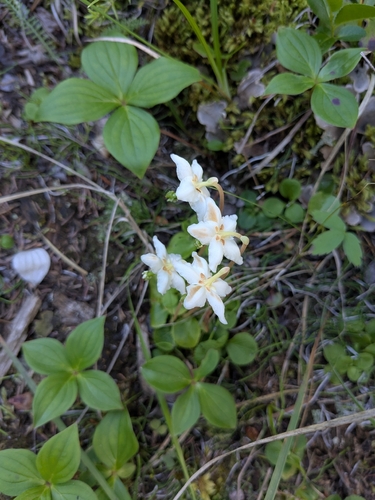 One-flowered Wintergreen