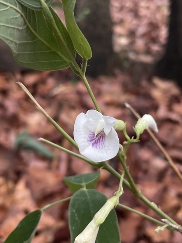 Clitoria falcata observed 2026-07-11