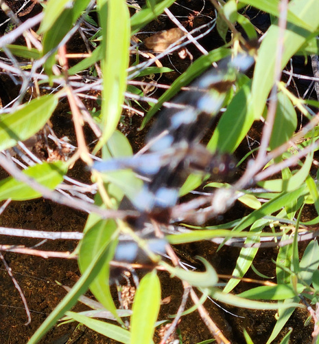 iNaturalist observation photo of Twelve-spotted Skimmer
