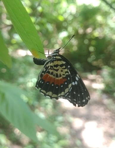 Crimson Patch (Chlosyne janais)