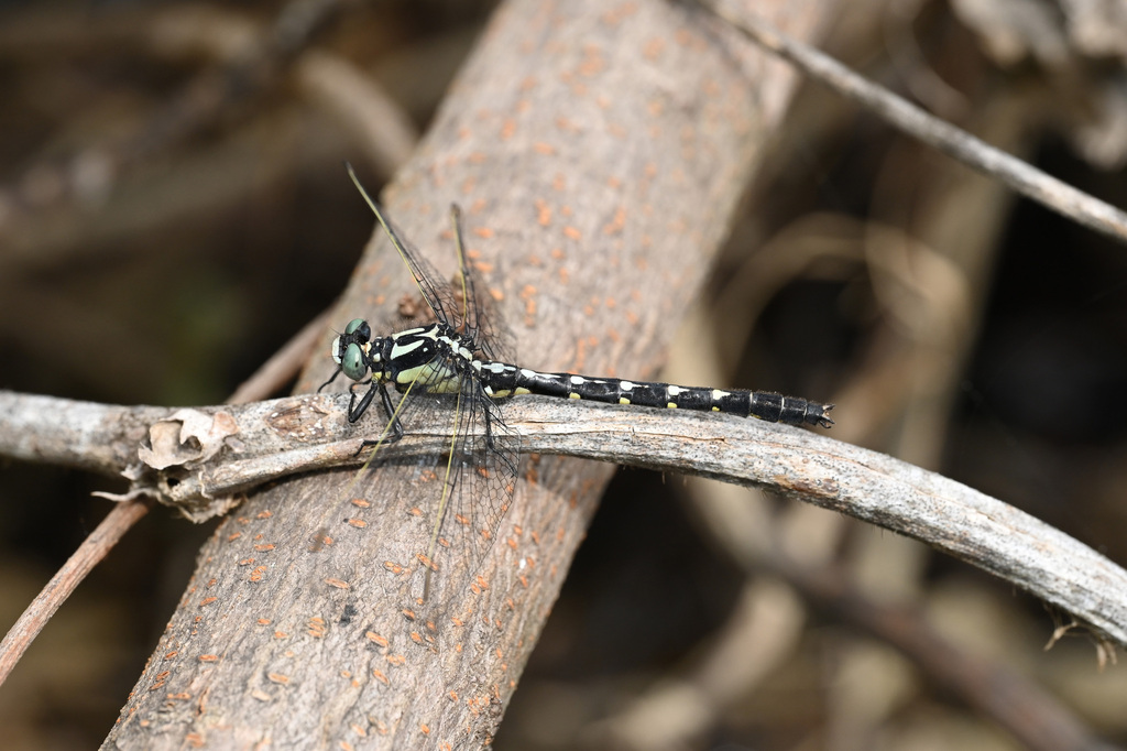 Trigomphus beatus