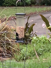 Passerina ciris image