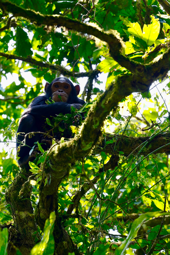 Eastern Chimpanzee