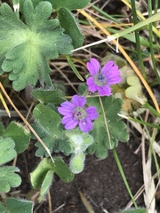 Geranium molle