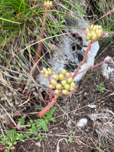 Petrosedum ochroleucum, photograph 5