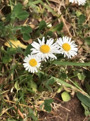 Bellis perennis